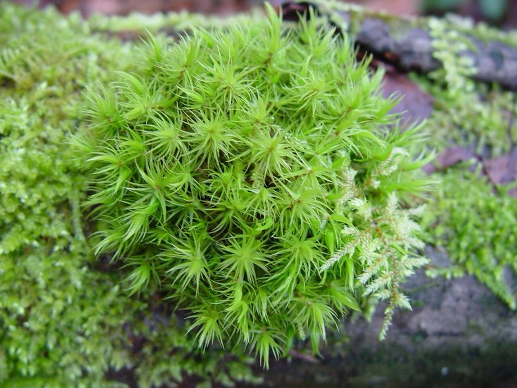 Rêu Cỏ Mây | Chạm Nhẹ Vẻ Đẹp Mộc Mạc Trong Lọ Kính