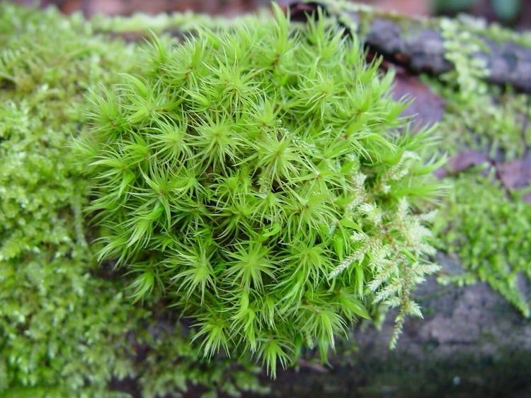 Rêu Cỏ Mây | Chạm Nhẹ Vẻ Đẹp Mộc Mạc Trong Lọ Kính