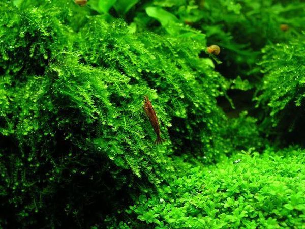 Rêu Mini Pelia - Lựa Chọn Thủy Sinh Tinh Tế Cho Terrarium