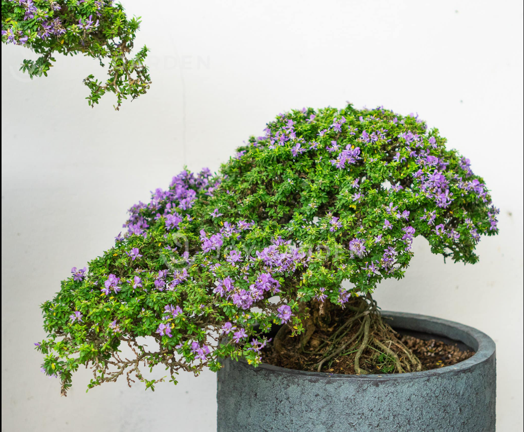 Cây Linh Sam Có Trồng Trong Terrarium Được Không?