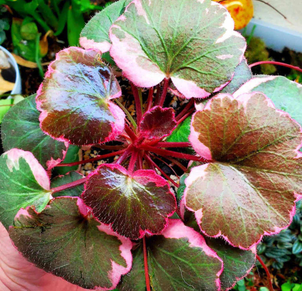 Begonia Strawberry - Vẻ Đẹp Mọng Mơ Cho Terrarium Hiện Đại
