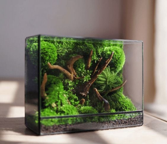Terrarium Mini Khắc Tên - Quà Tặng Doanh Nghiệp Độc Đáo, Xanh Và Tinh Tế