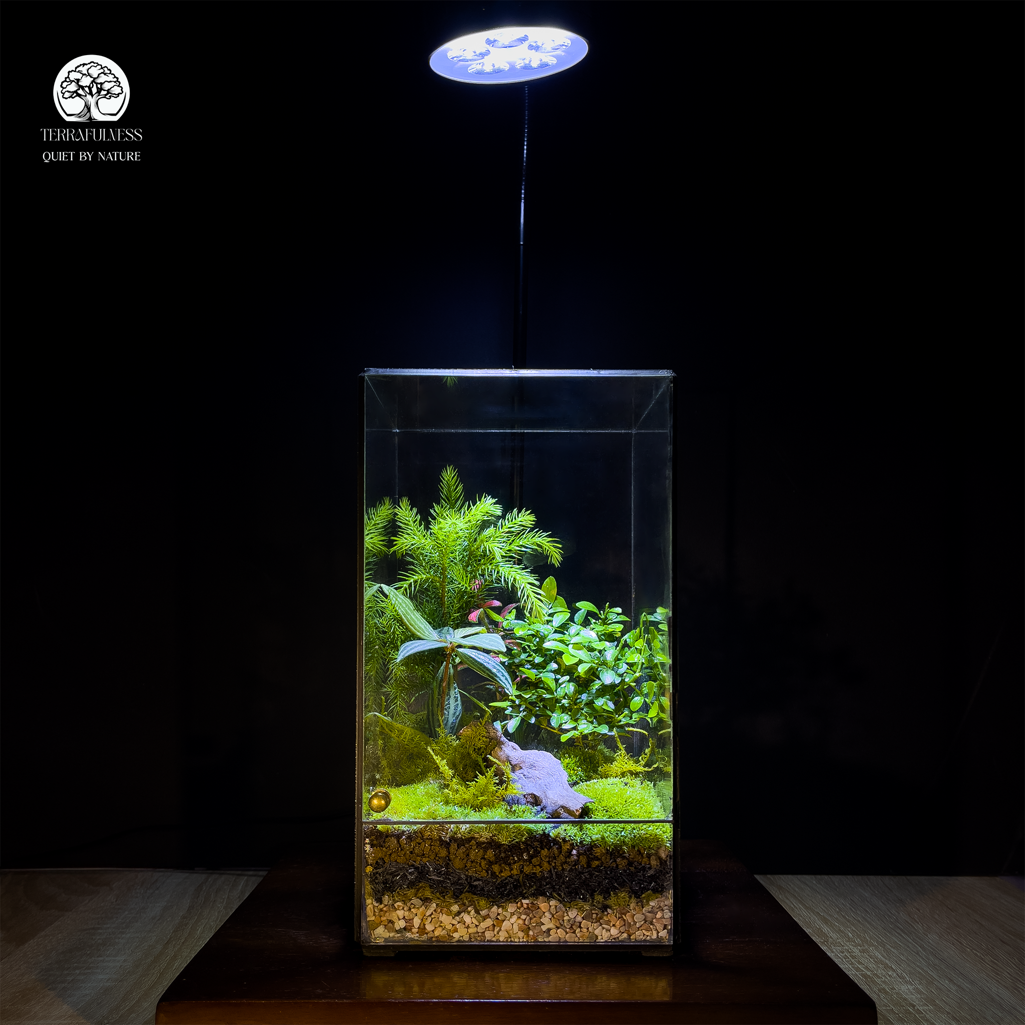 Hành Trình Màu Xanh | Từ Rừng Rêu Tự Nhiên Đến Lọ Kính Terrarium