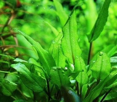 Cây Tiêu Thảo | Đặc Tính Sinh Học Và Kỹ Thuật Trồng Trong Terrarium Bán Cạn