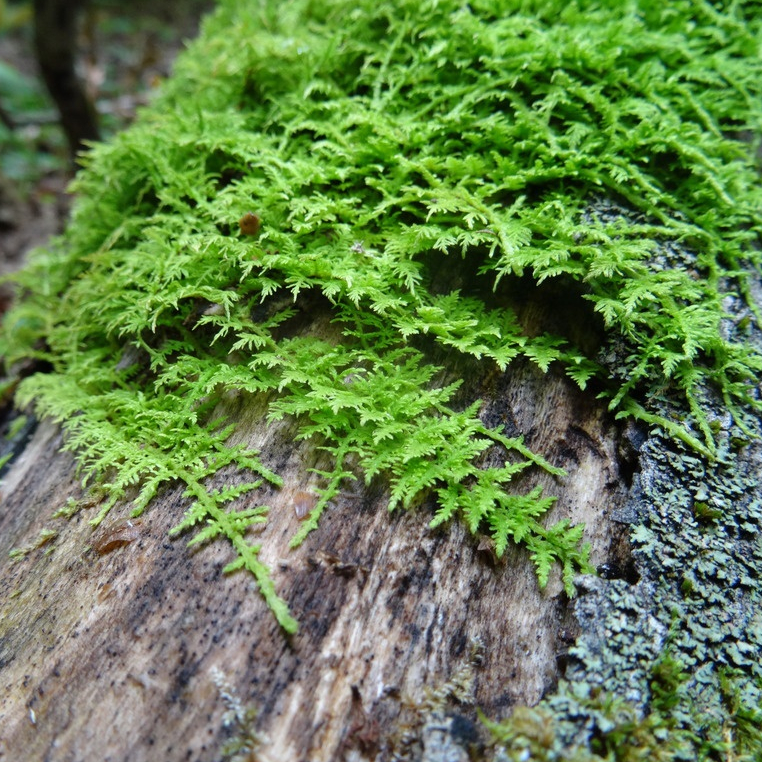 Rêu Trắc Bá Và Cách Chăm Sóc Đúng Chuẩn Cho Terrarium