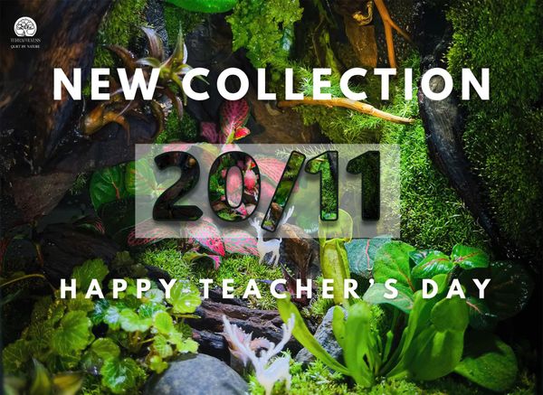 Tháng 11 - Mùa Của Lời Cảm Ơn, Và Những Chiếc Terrarium Ấm Áp