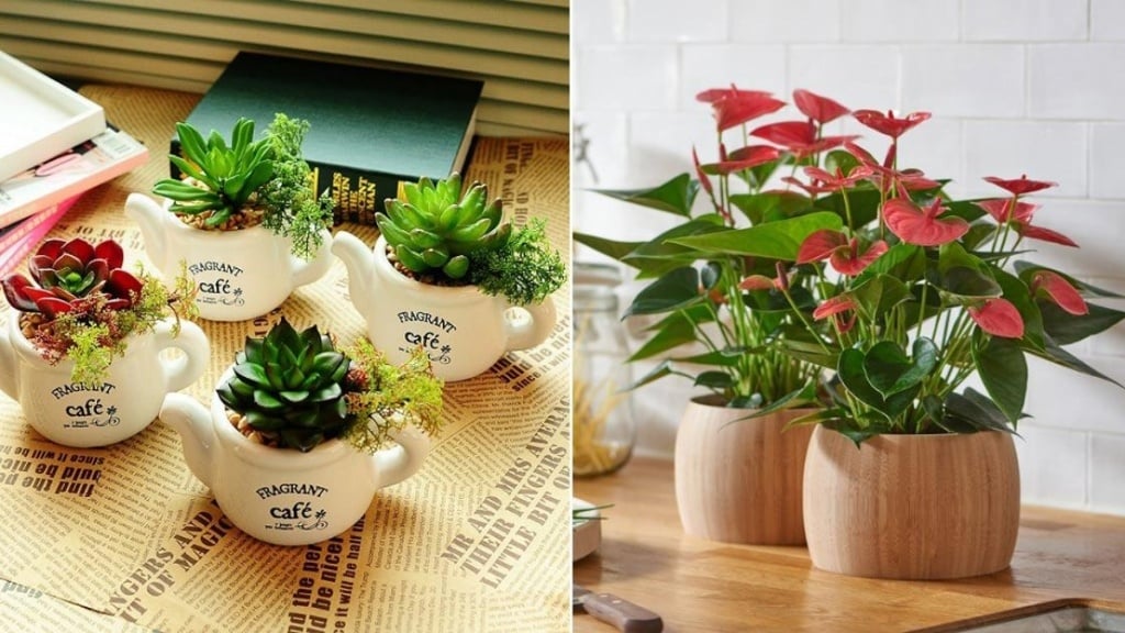 Gợi ý tặng quà 20 10 cho mẹ chồng ý nghĩa là chậu cây