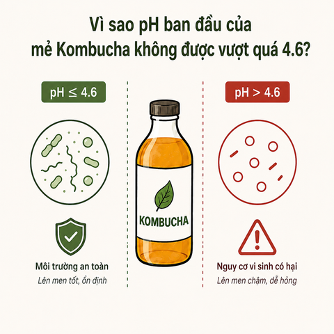 Vì sao độ pH ban đầu của mẻ Kombucha không được vượt quá 4.6?