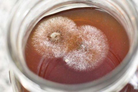 Nhận Dạng Sớm: Các Dấu Hiệu Kombucha Bị Hư và Phương Pháp Ngăn Ngừa