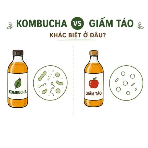 Thành phần chính nào tạo ra sự khác biệt giữa Kombucha và giấm táo?