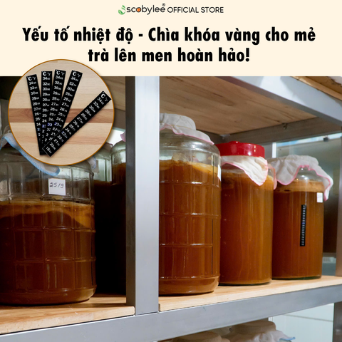 Ủ KOMBUCHA: Yếu tố nhiệt độ - Chìa khóa vàng cho mẻ trà lên men hoàn hảo!