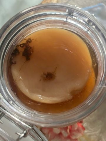 CÁC SỢI MÀU NÂU LƠ LỬNG TRONG BÌNH Ủ KOMBUCHA CÓ PHẢI BỊ HƯ?
