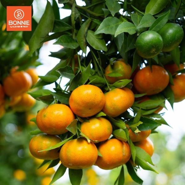 Cam canh mộc châu