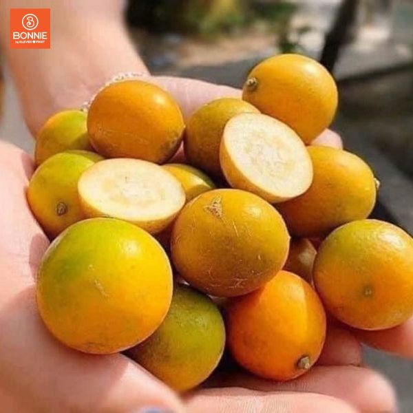 Kim quất - Quýt ngọt nhập khẩu chính ngạch tại Bonnie Fruit