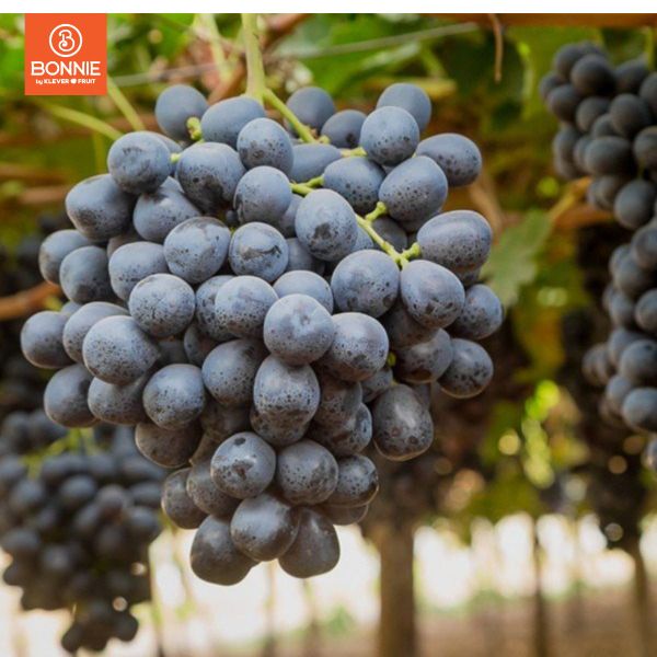 Vườn Nho Đen Không Hạt Mỹ đến độ thu hoạch