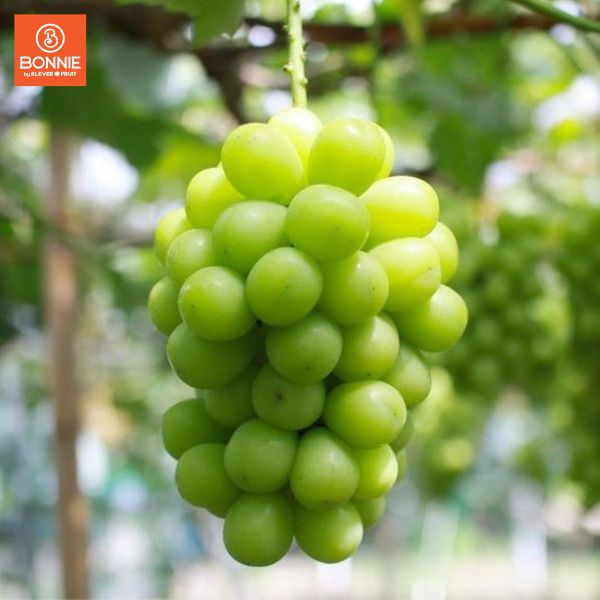 Vườn Nho Mẫu Đơn Hàn Quốc