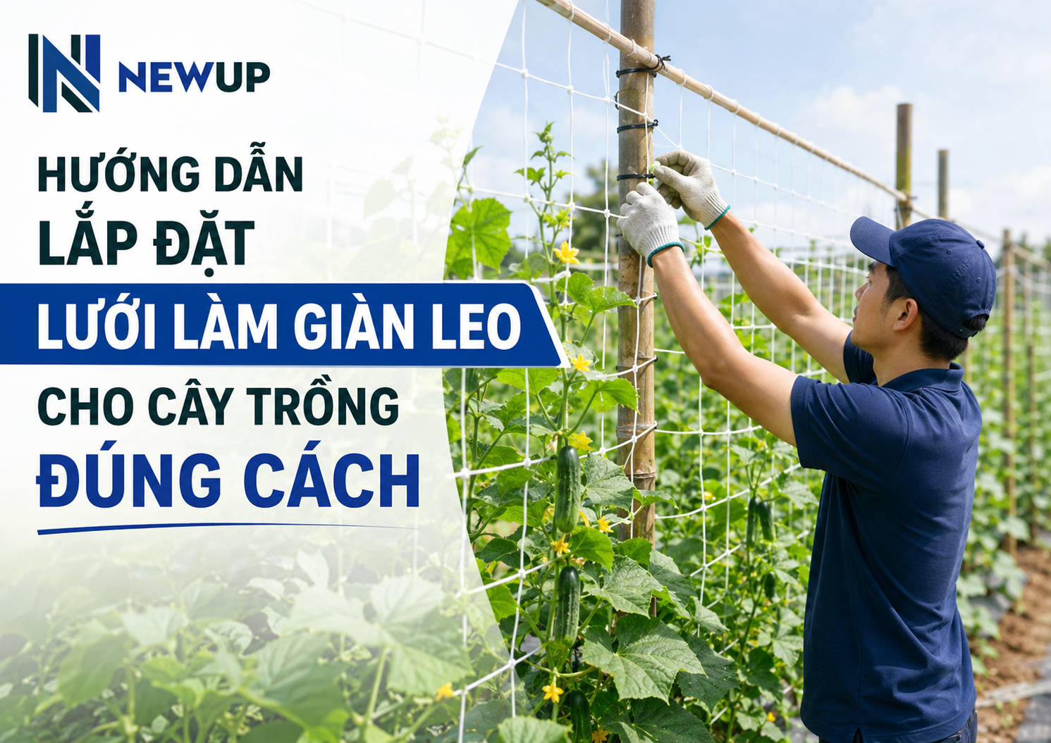 HƯỚNG DẪN LẮP ĐẶT LƯỚI LÀM GIÀN LEO CHO CÂY TRỒNG ĐÚNG CÁCH