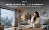 Tại sao trời mưa nhà lại có mùi ẩm mốc? Nguyên nhân và cách xử lý hiệu quả