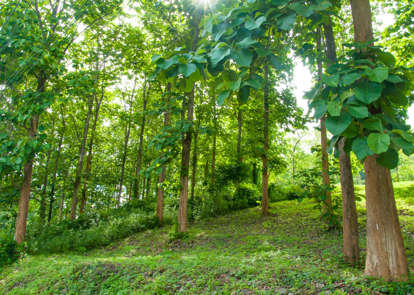 Sustainable forestry development and conservation in Buon Ja Wam, Dak Lak province