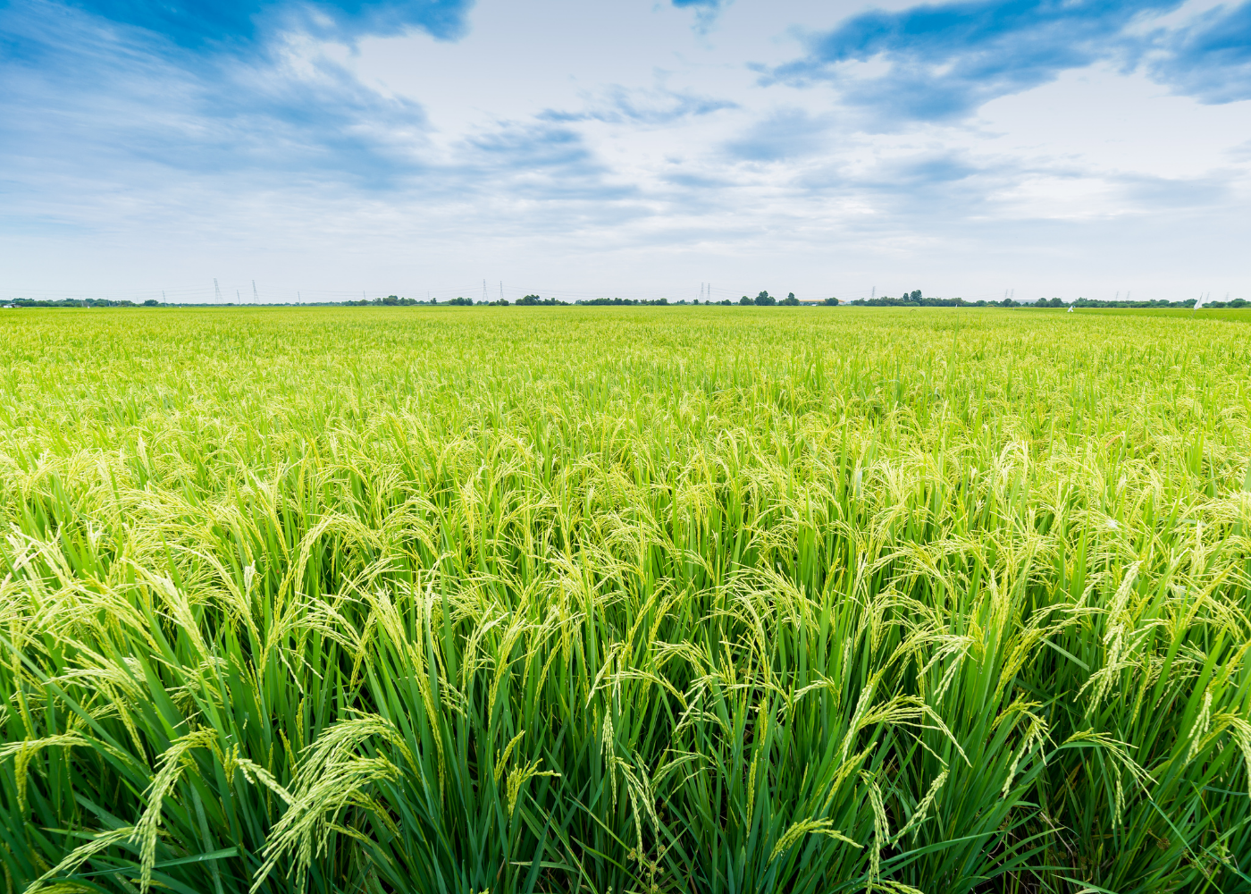 Nông trại hữu cơ chuẩn quốc tế Viễn Phú Green Farm