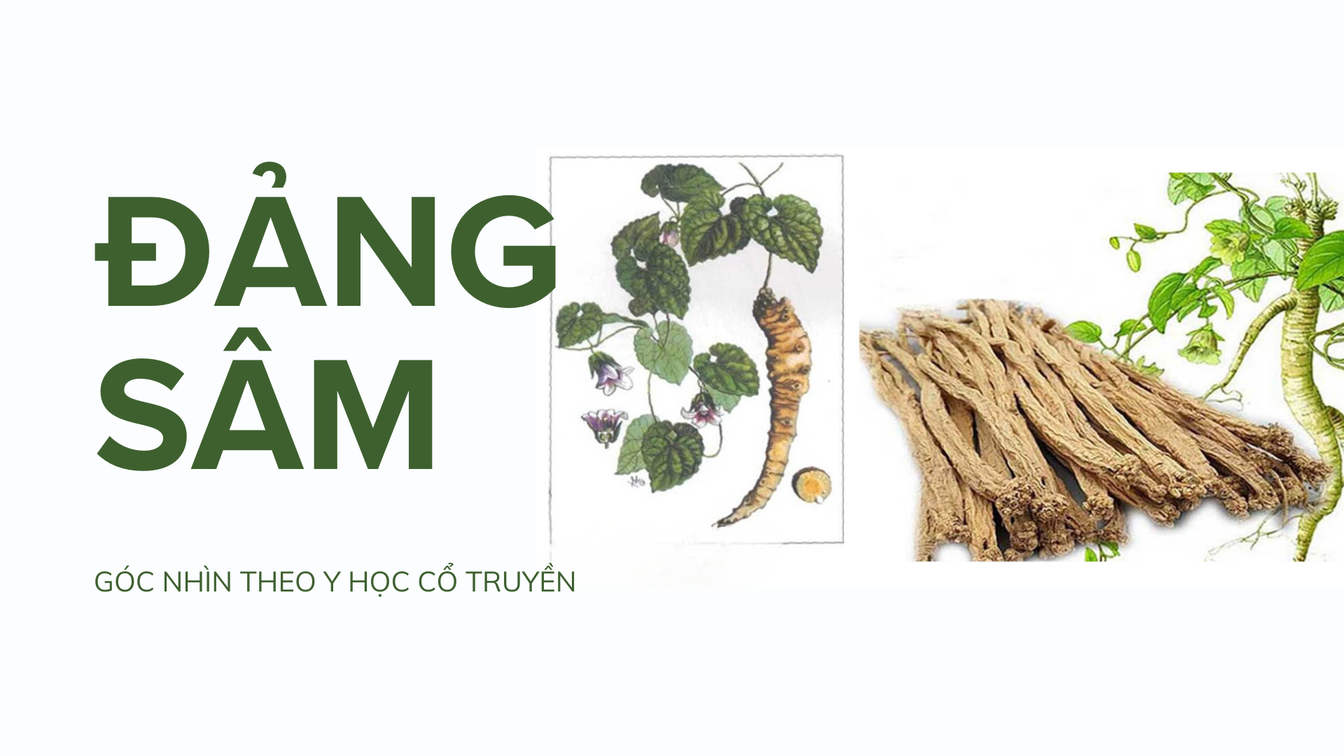 Đảng Sâm Trong Khoa Học Y Học Cổ Truyền: Vị Thuốc Quý Thay Thế Nhân Sâm
