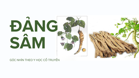 Đảng Sâm Trong Khoa Học Y Học Cổ Truyền: Vị Thuốc Quý Thay Thế Nhân Sâm