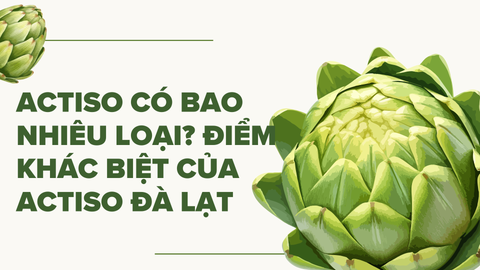 Actiso Có Bao Nhiêu Loại? Tại Sao Actiso Đà Lạt Mang Lại Hàm Lượng Dưỡng Chất Vượt Trội?