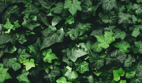 IVY LEAF EXTRACT – A Natural Ingredient for Gentle Cough Relief for the Whole Family