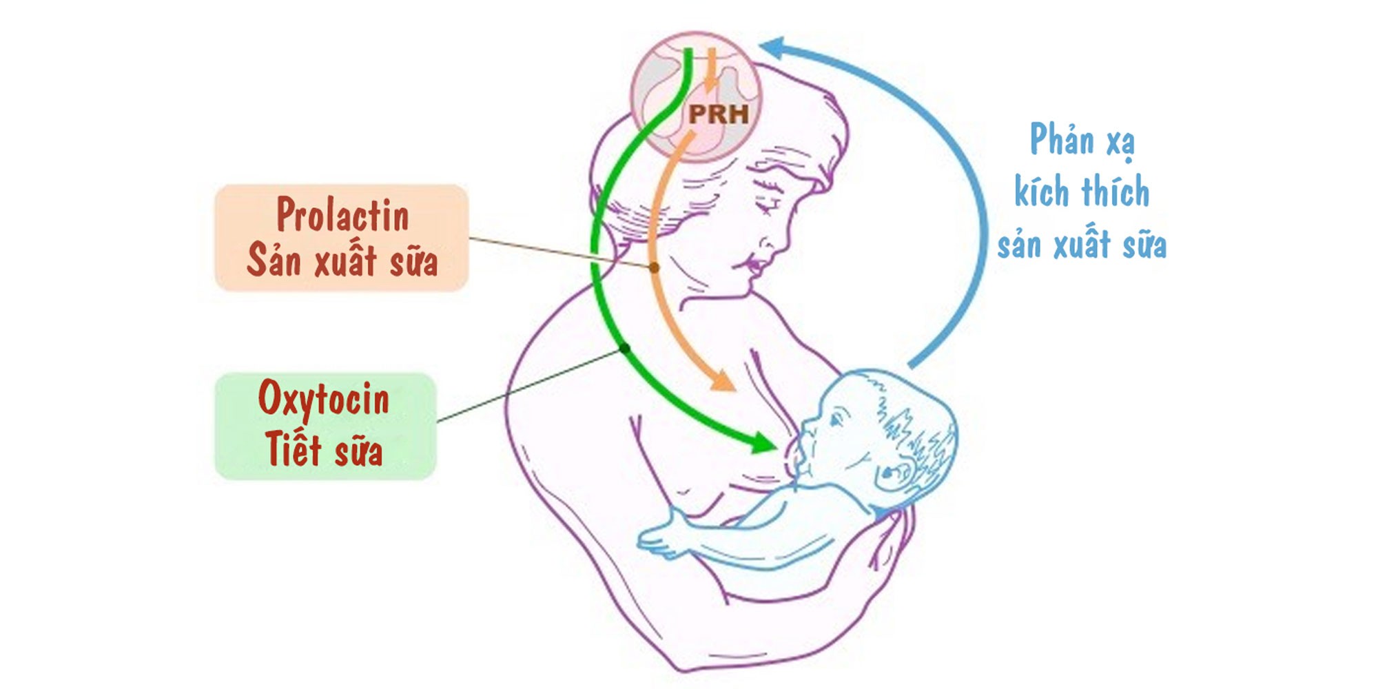 Kích Sữa & Phản Xạ Xuống Sữa: Hiểu Đúng Để Sữa Về Nhiều