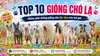 Các giống chó lạ trên thế giới: Top 10 giống chó độc đáo có thể bạn chưa từng biết