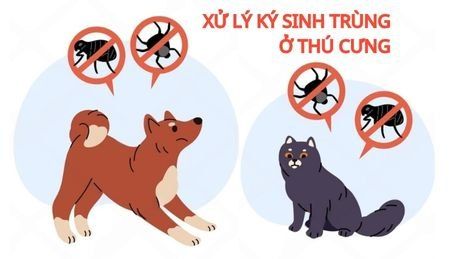 Ký sinh trùng ở chó mèo: Hướng dẫn toàn diện từ A đến Z cho người nuôi!