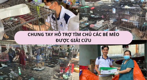 THÔNG BÁO: CHUNG TAY HỖ TRỢ TÌM CHỦ CHO CÁC BÉ MÈO ĐƯỢC GIẢI CỨU
