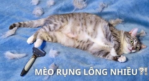 MÈO BỊ RỤNG LÔNG: Nguyên nhân, dấu hiệu và cách điều trị hiệu quả