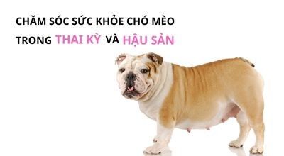 CẨM NANG TOÀN DIỆN: Chăm Sóc Sức Khỏe Chó Mèo Trong Thai Kỳ Và Hậu Sản