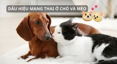 DẤU HIỆU CHÓ VÀ MÈO CÓ BẦU: Cách nhận biết sớm và lưu ý cách chăm sóc