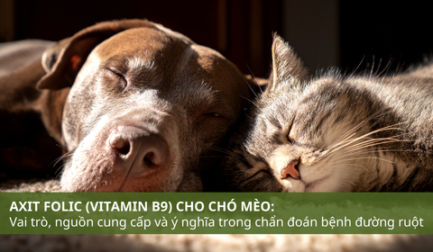 Axit Folic (Vitamin B9) cho chó mèo: Vai trò, nguồn cung cấp và ý nghĩa trong chẩn đoán bệnh đường ruột