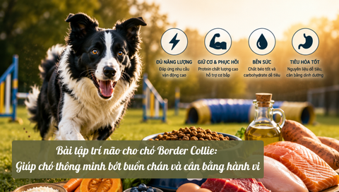 Bài tập trí não cho chó Border Collie: Giúp chó thông minh bớt buồn chán và cân bằng hành vi