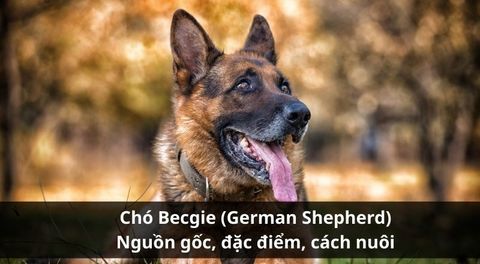 Chó Becgie (German Shepherd): Nguồn gốc, đặc điểm, cách nuôi và kinh nghiệm chọn mua