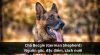 Chó Becgie (German Shepherd): Nguồn gốc, đặc điểm, cách nuôi và kinh nghiệm chọn mua