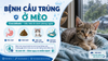 Bệnh cầu trùng ở mèo – Coccidiosis có từ ây mèo sang mèo không?