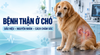BỆNH THẬN Ở CHÓ: DẤU HIỆU, NGUYÊN NHÂN VÀ CÁCH CHĂM SÓC