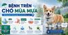 Bệnh trên chó mùa mưa: 5 vấn đề thường gặp và cách phòng ngừa