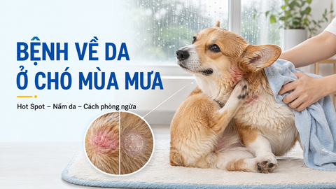 Các bệnh về da ở chó mùa mưa: Hot Spot, nấm da và cách phòng ngừa