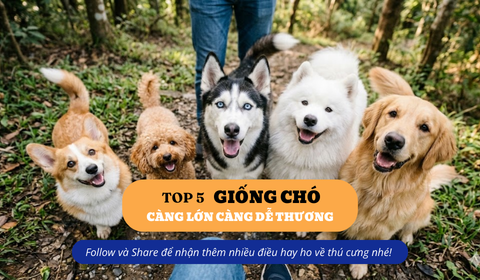 Top 5 giống chó càng lớn càng dễ thương, tình cảm và hợp nuôi trong gia đình