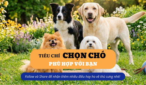 Tiêu chí chọn chó phù hợp với bạn: Đừng chỉ chọn vì dễ thương
