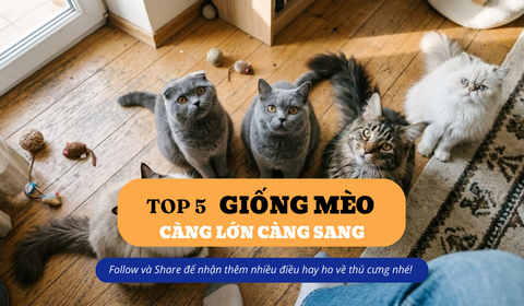 Top 5 giống mèo càng lớn càng sang, đẹp và hợp nuôi trong nhà