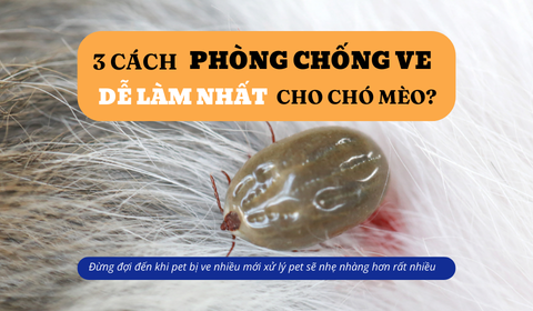 3 cách phòng tránh ve dễ làm nhất cho chó mèo người nuôi nên biết