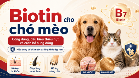 Biotin cho chó mèo: Công dụng, dấu hiệu thiếu hụt và cách bổ sung đúng