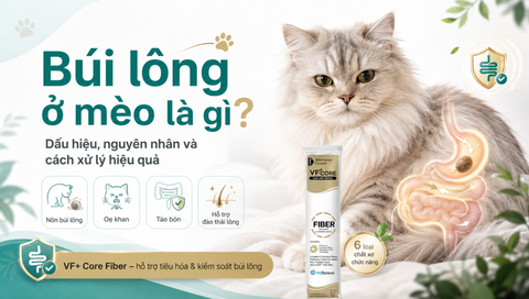 Búi lông ở mèo là gì? Dấu hiệu, nguyên nhân và cách xử lý hiệu quả