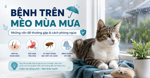 Các bệnh trên mèo mùa mưa thường gặp và cách phòng ngừa